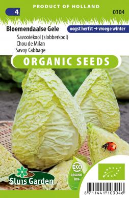 Savoy cabbage Yellow Bloemendaal BIO (Brassica) 65 seeds